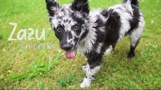 Zazu the mudi puppy  3 months 💞 [upl. by Karilynn]