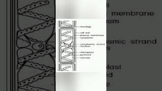 Cell structure and life cycle of spirogyra spirogyra [upl. by Akelam258]