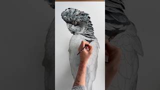 Redtailed black cockatoo watercolor art artist watercolourist painting [upl. by Ilahsiav]