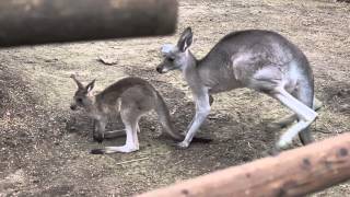 Grijze Reuzenkangoeroes amp parmawallabys ZOO Antwerpen  Eastern grey kangaroos amp Parma wallabys [upl. by Elakram]