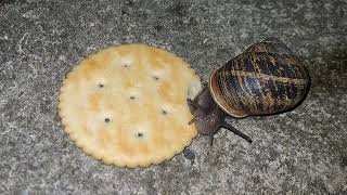 Garden Snail Eating Ritz Cracker Time Lapse [upl. by Kermit62]