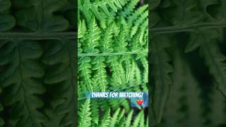 natural fractalpatterns zoom plants [upl. by Erbe]