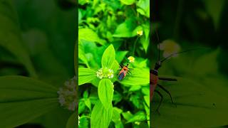 Cotton stainerinsect [upl. by Fuld]