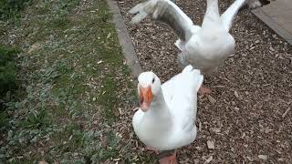 Greedy GEESE Oies Gourmandes Central Belgium LLN Lake May 2021 by HabariSalam [upl. by Aikemal]