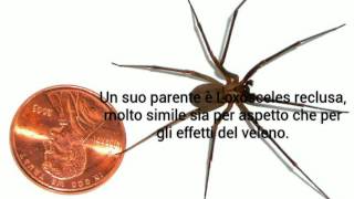 Il ragno violinoLoxosceles reclusa [upl. by Halli30]