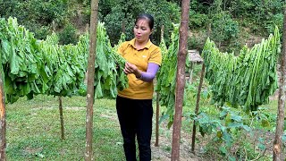 Harvesting Vegetables  Pickling Process for LongTerm Use [upl. by Schecter922]