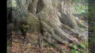 Roots of the Cedar Trees [upl. by Peedsaj]