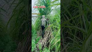 16202 Sugarcane variety  ताबड़तोड़ गन्ना किस्म [upl. by Aserret500]