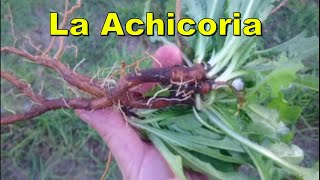 Achicoria común [upl. by Asirrak]