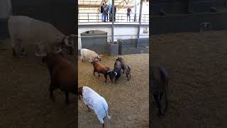 Toros de PEDRAZA DE YELTES CASTILLEJO DE HUEBRA y CONCHA Y SIERRA  15septiembre2024  Las Ventas [upl. by Nnael]