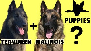 Tervuren  Malinois Puppies Intervariety Breeding of the Belgian Shepherd [upl. by Atteuqcaj]