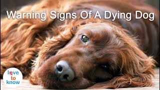 8 Warning Signs A Dog Is Dying [upl. by Artinak690]