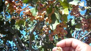 Pistachio Trees Load For Harvest [upl. by Nonarb741]