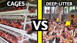 Battery Cage VS Deep Litter System  WHICH IS BETTER [upl. by Enailuj]