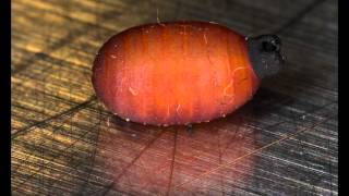 Tsetse Fly Larva to Pupa transformation [upl. by Ileray180]