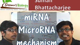 miRNA biogenesis  microRNA mechanism [upl. by Tillfourd]