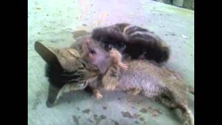 cat slaughter rat WHAT CATS SHOULD DO [upl. by Assennej]