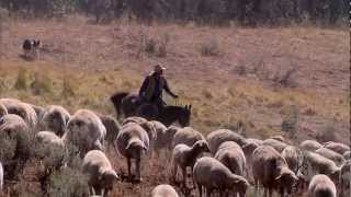 Montana Sheep Drive  Americas Heartland [upl. by Virgie]