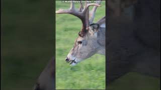 Tiney the whitetailed buck just strolling by [upl. by Wilt421]