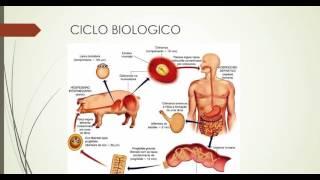 TAENIA SOLIUMTENIASISCISTICERCOSIS [upl. by Harv]