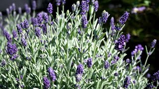 Best Perennials  Lavandula Aromatico Blue Lavender [upl. by Oicnerual]