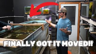 Moving the 300 Gallon Stock Tank Part 2 Moving Monster Fish [upl. by Aihc]