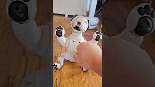 Day 1 with Sonys 3000 aibo ERS1000 robot dog sonyaibo shorts Sony [upl. by Daune]