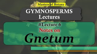 Lecture 7  Gnetum General features amp Life Cycle  Gymnosperm Lecture Notes [upl. by Lobell]