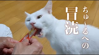 猫を知らないにも、程がある。 [upl. by Shue]