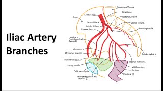 Pelvic Arteries Memory Tricks [upl. by Concepcion]