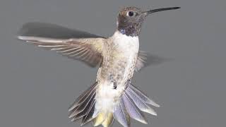 Blackchinned Hummingbird Bird Sound Video Bird Songs Western North AmericaPeaceful Nature Sounds [upl. by Airekat]