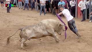 8 Toros cerriles Fiestas Sant Pasqual 2019  Vilareal Castellon Bous Al Carrer Toros FJGNtv [upl. by Airot]