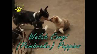 Welsh Corgi Pembroke Puppies [upl. by Goldwin]