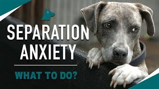 How to STOP Your Dogs Separation Anxiety MUST TRY [upl. by Aruol69]