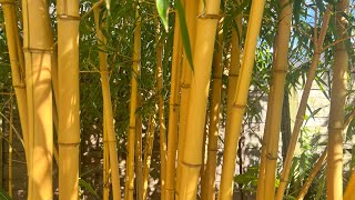 Phyllostachys vivax ‘Aureocaulis’ update  July 7th 2024 [upl. by Mireielle95]