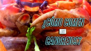 ¿ CÓMO COMEN los Cangrejos [upl. by Nona]