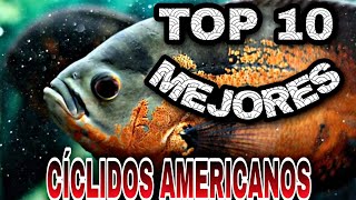 Top 10 cíclidos americanos [upl. by Solakcin]