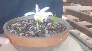 Pleione Formosana care and culture [upl. by Emelda]