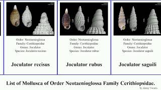 List of Mollusca of Order Neotaenioglossa Family Cerithiopsidae horologica joculator specula lata [upl. by Hadlee]