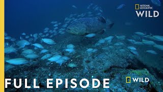 Shark Eating Goliath Full Episode  Monster Fish [upl. by Brigham]