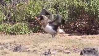 Laysan albatross  training for first flight [upl. by Melvena]