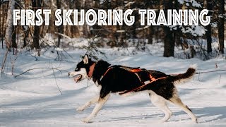 First Skijoring Training [upl. by Ehrlich]