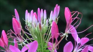 クレオメの開花 Cleome is coming into blossom [upl. by Ian]