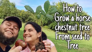 How To Grow A Horse Chestnut Tree From Seed To Tree Easy Step By Step Guide 🌲 [upl. by Yelbmik207]