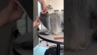 SHOCKING LHASA APSO first grooming sessions 😳🤗 lhasaapso lhasa lhas puppy dog [upl. by Carrel]