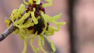 Witch Hazel Plant Profile [upl. by Alfonzo9]