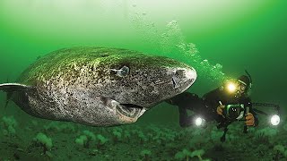 Greenland Shark  Deepsea Oddities [upl. by Etnoel]