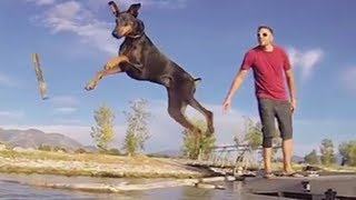 Dogs Dock Jumping [upl. by Parsons795]