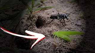 Parasitoid wasp VS grasshopper [upl. by Kelwunn]