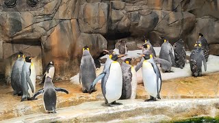 The penguins at Ocean Park Hong Kong [upl. by Nadnal]